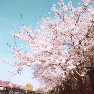 韩国首尔进入樱花季